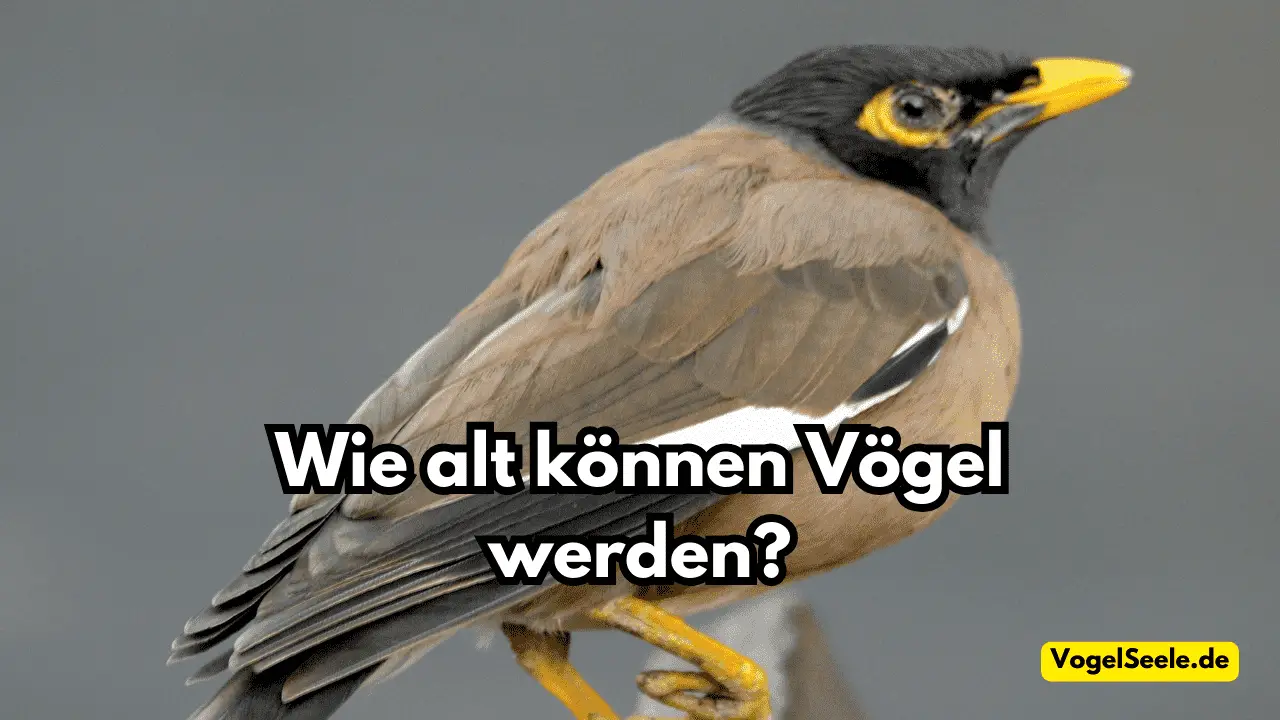 Verwunderlich Können Vögel Pinkel Bilder